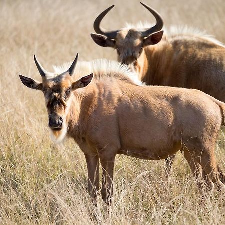 Plettenberg Bay Game Reserve: The Baroness Safari Lodge Extérieur photo