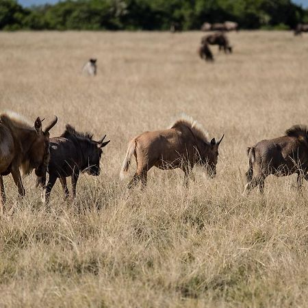 Plettenberg Bay Game Reserve: The Baroness Safari Lodge Extérieur photo