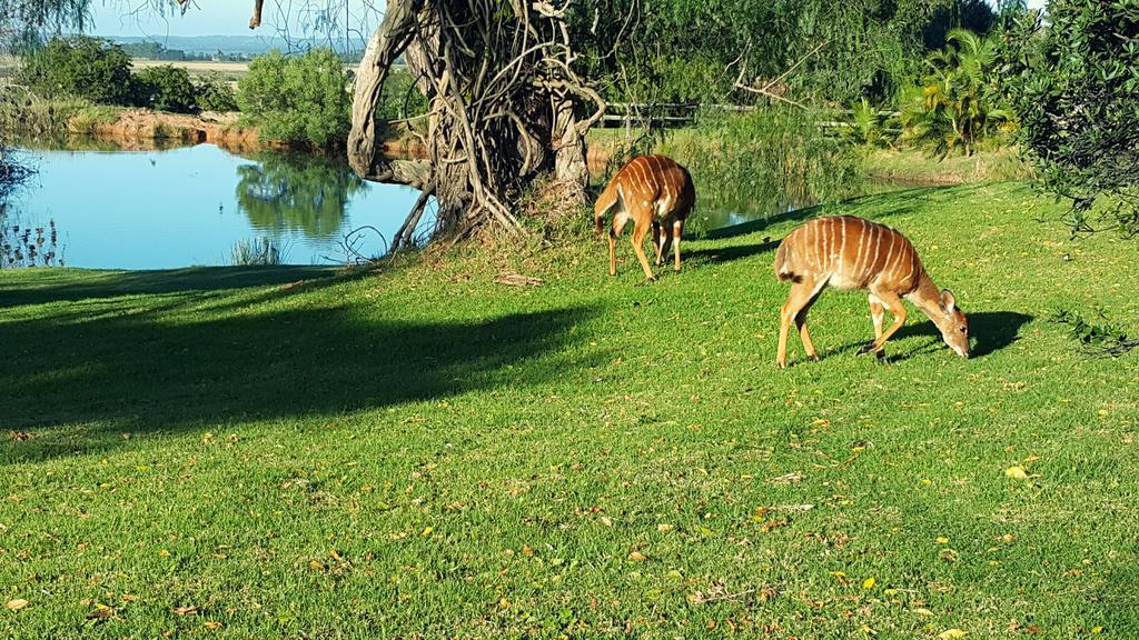 Plettenberg Bay Game Reserve: The Baroness Safari Lodge Extérieur photo