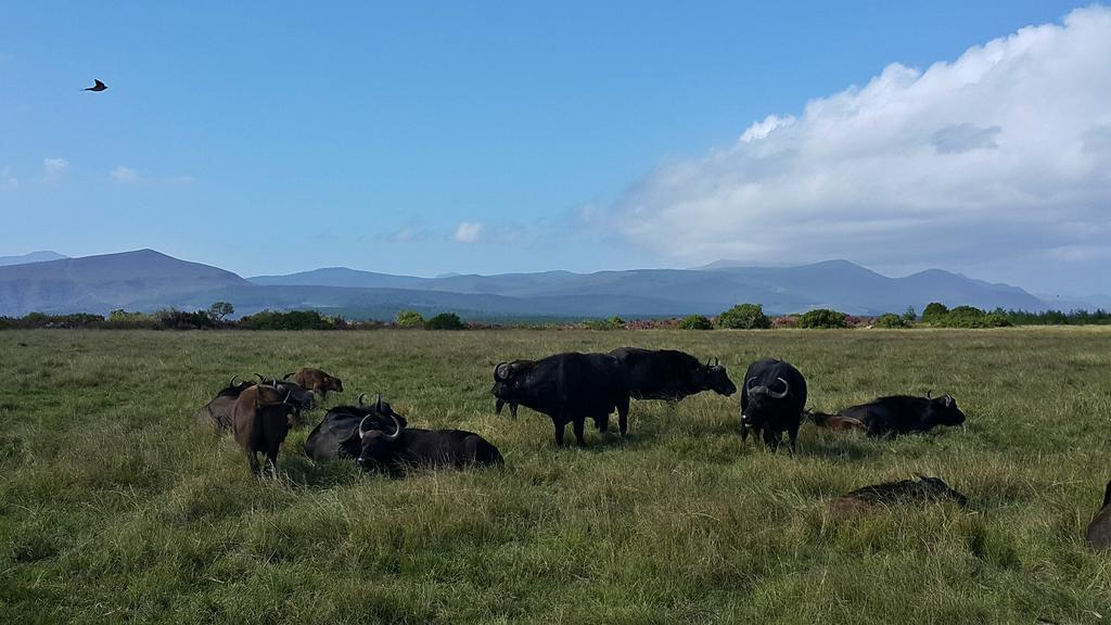 Plettenberg Bay Game Reserve: The Baroness Safari Lodge Extérieur photo