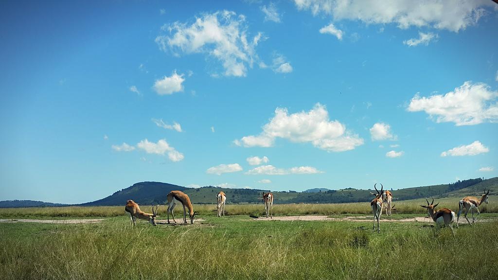 Plettenberg Bay Game Reserve: The Baroness Safari Lodge Extérieur photo