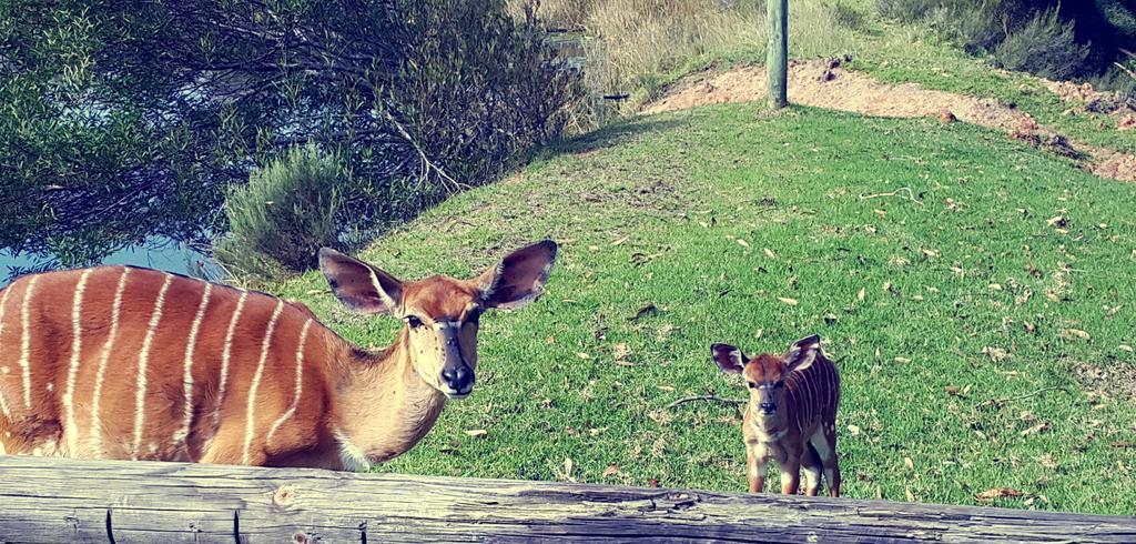 Plettenberg Bay Game Reserve: The Baroness Safari Lodge Extérieur photo