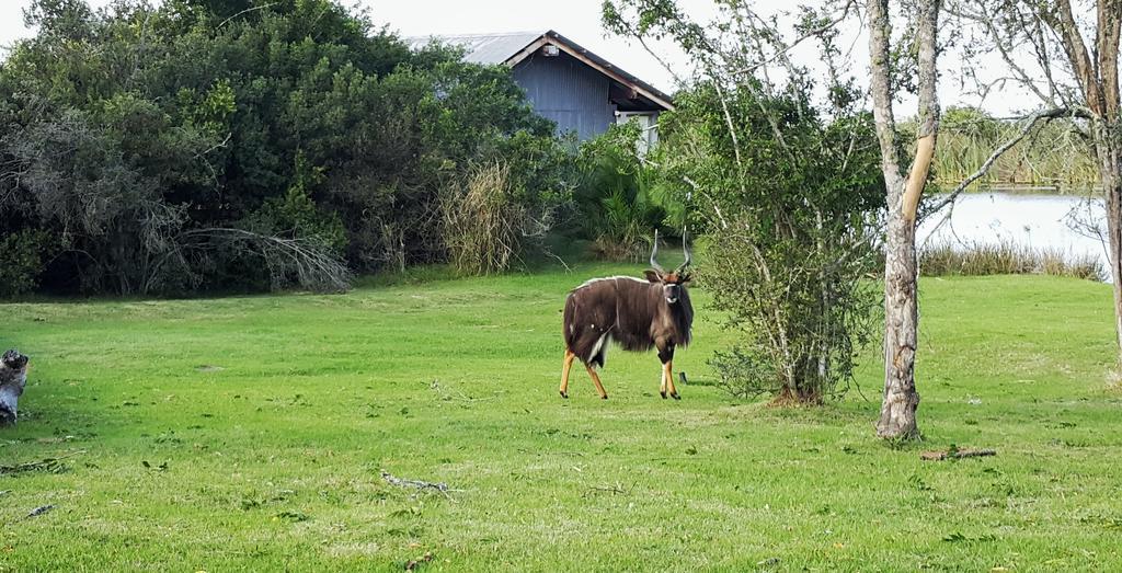 Plettenberg Bay Game Reserve: The Baroness Safari Lodge Extérieur photo