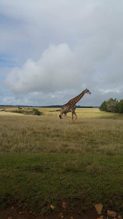 Plettenberg Bay Game Reserve: The Baroness Safari Lodge Extérieur photo