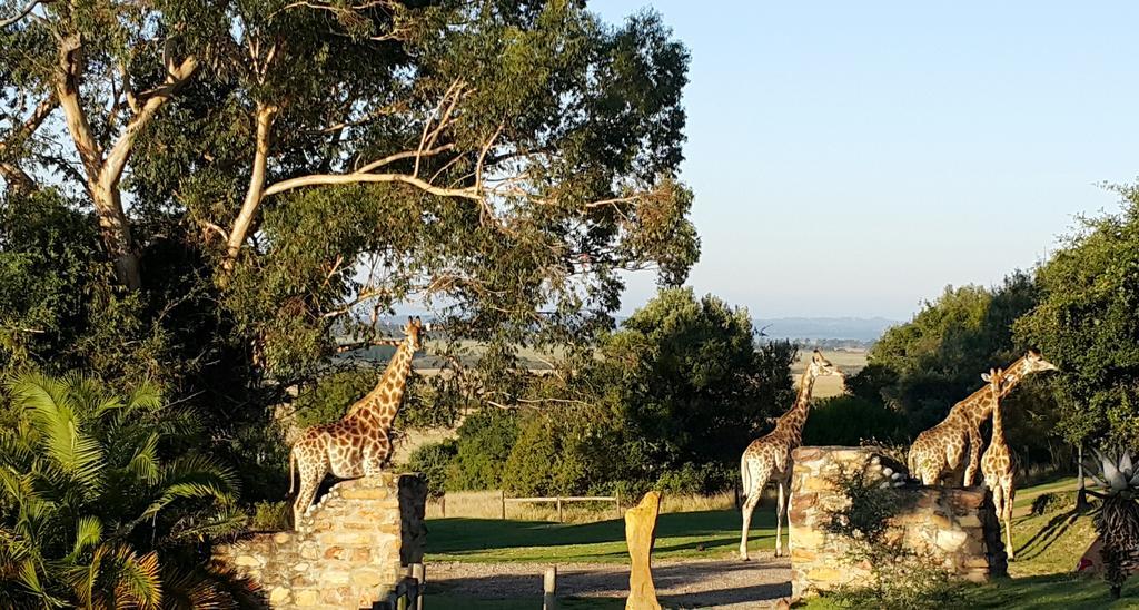 Plettenberg Bay Game Reserve: The Baroness Safari Lodge Extérieur photo