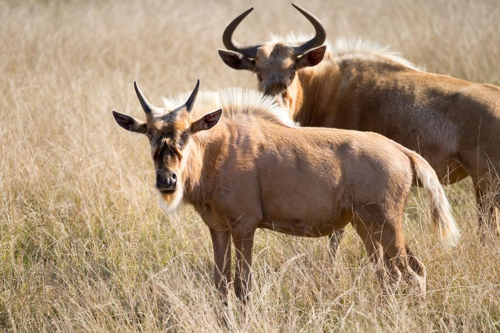 Plettenberg Bay Game Reserve: The Baroness Safari Lodge Extérieur photo