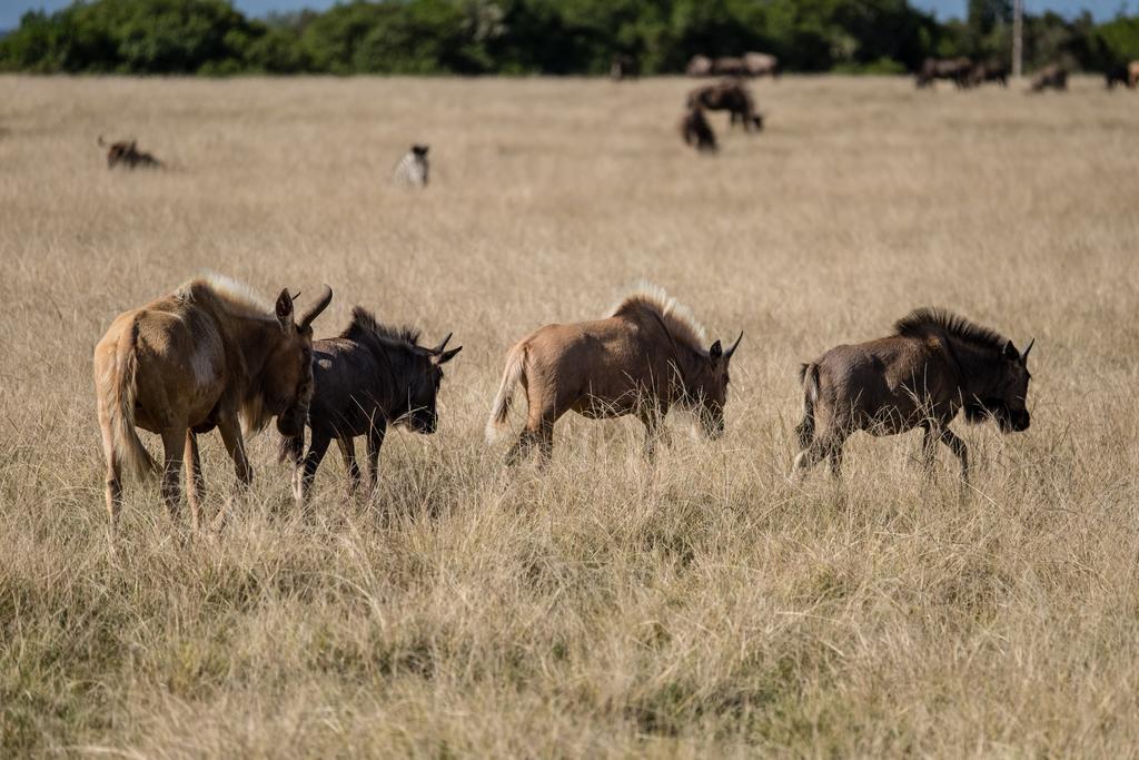 Plettenberg Bay Game Reserve: The Baroness Safari Lodge Extérieur photo