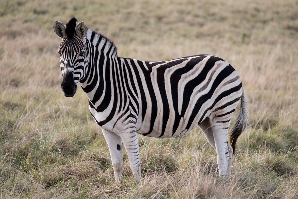 Plettenberg Bay Game Reserve: The Baroness Safari Lodge Extérieur photo