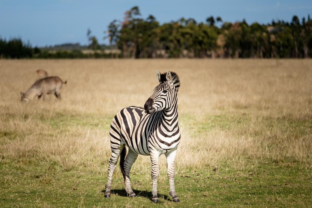 Plettenberg Bay Game Reserve: The Baroness Safari Lodge Extérieur photo