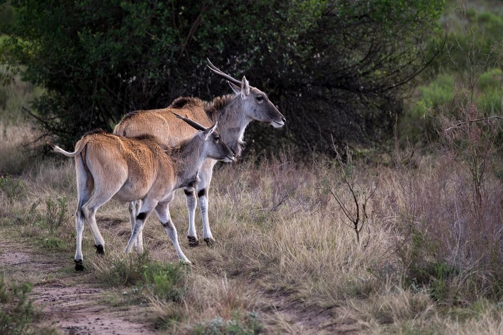 Plettenberg Bay Game Reserve: The Baroness Safari Lodge Extérieur photo