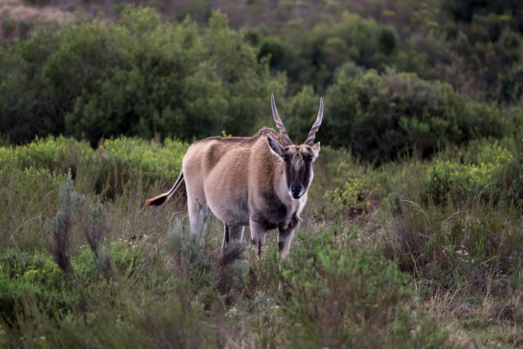 Plettenberg Bay Game Reserve: The Baroness Safari Lodge Extérieur photo