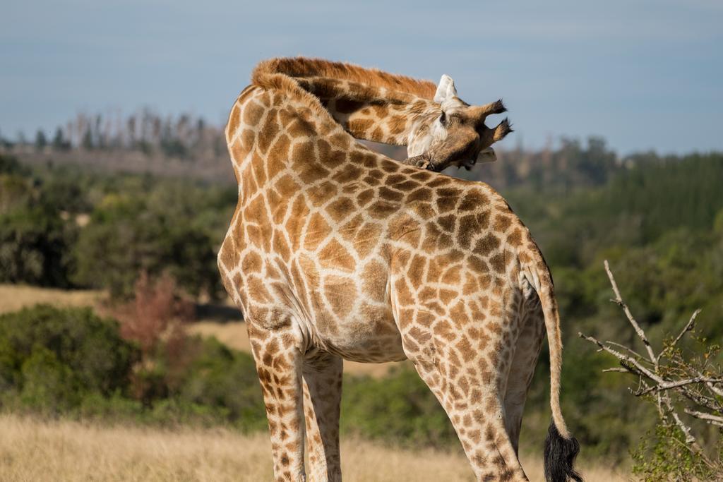 Plettenberg Bay Game Reserve: The Baroness Safari Lodge Extérieur photo