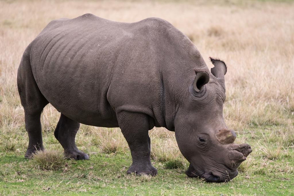 Plettenberg Bay Game Reserve: The Baroness Safari Lodge Extérieur photo