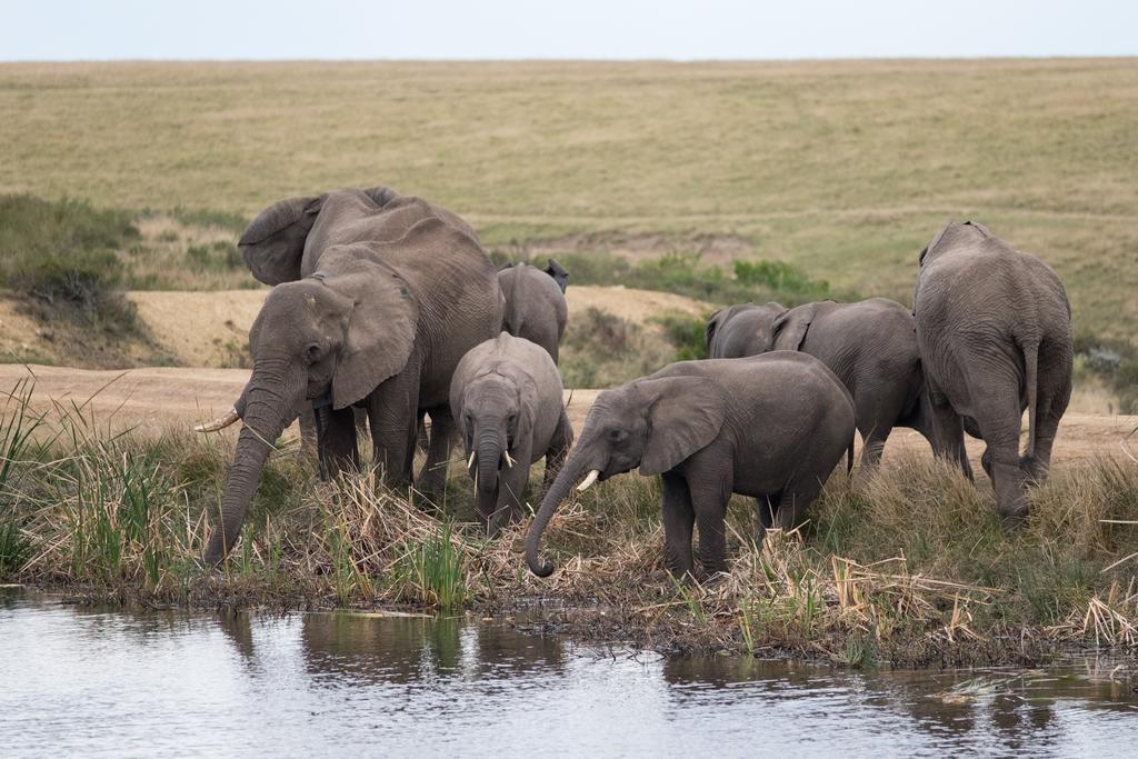 Plettenberg Bay Game Reserve: The Baroness Safari Lodge Extérieur photo