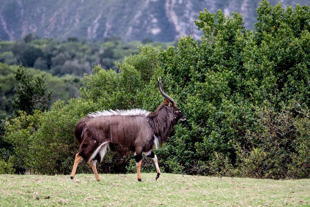 Plettenberg Bay Game Reserve: The Baroness Safari Lodge Extérieur photo